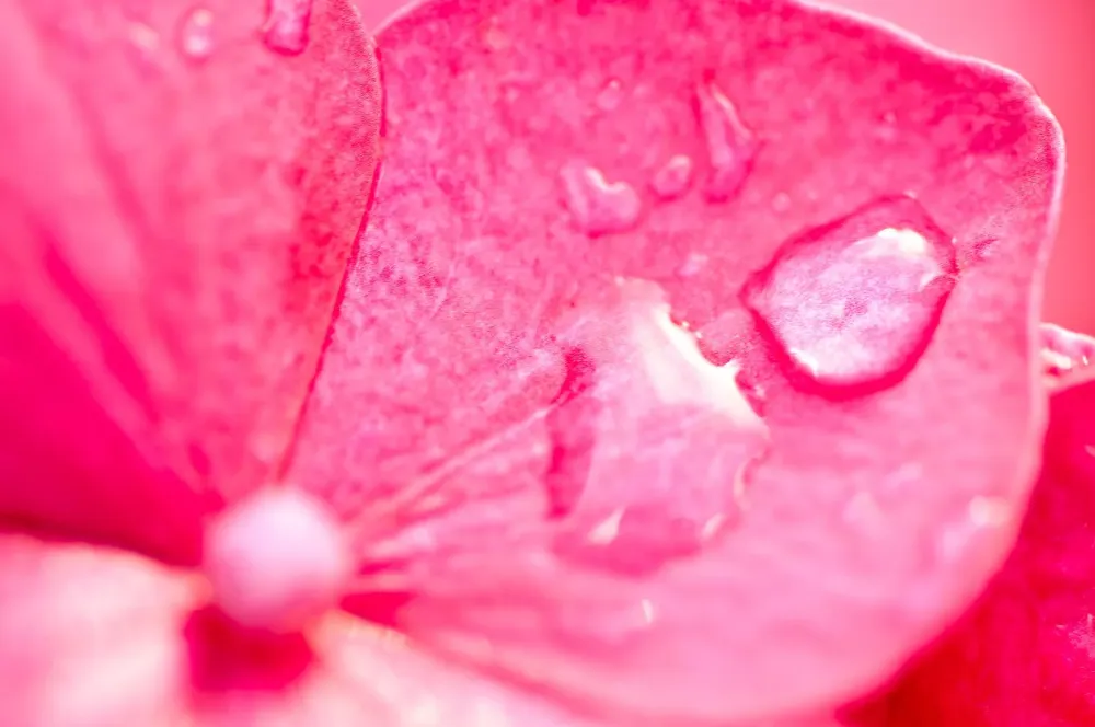 fleur